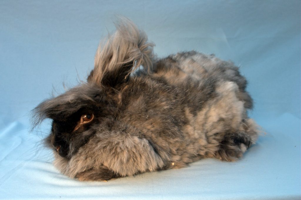 Cost of buying an angora UK National Angora Rabbit Club