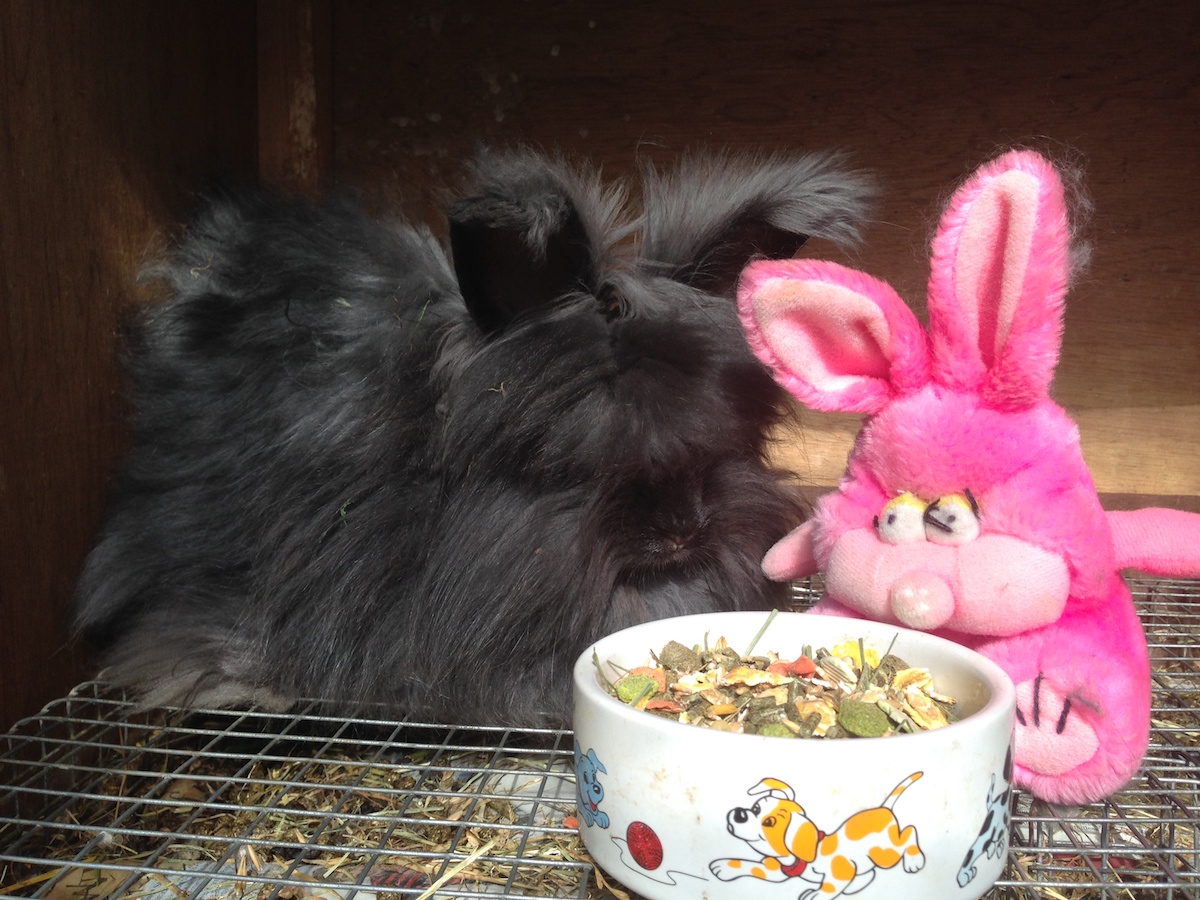 Feeding angora rabbits - UK National Angora Rabbit Club