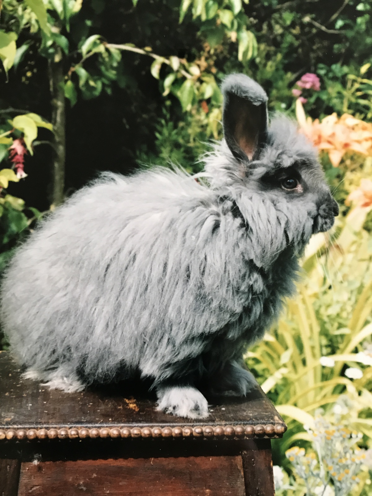 For the beginner UK National Angora Rabbit Club