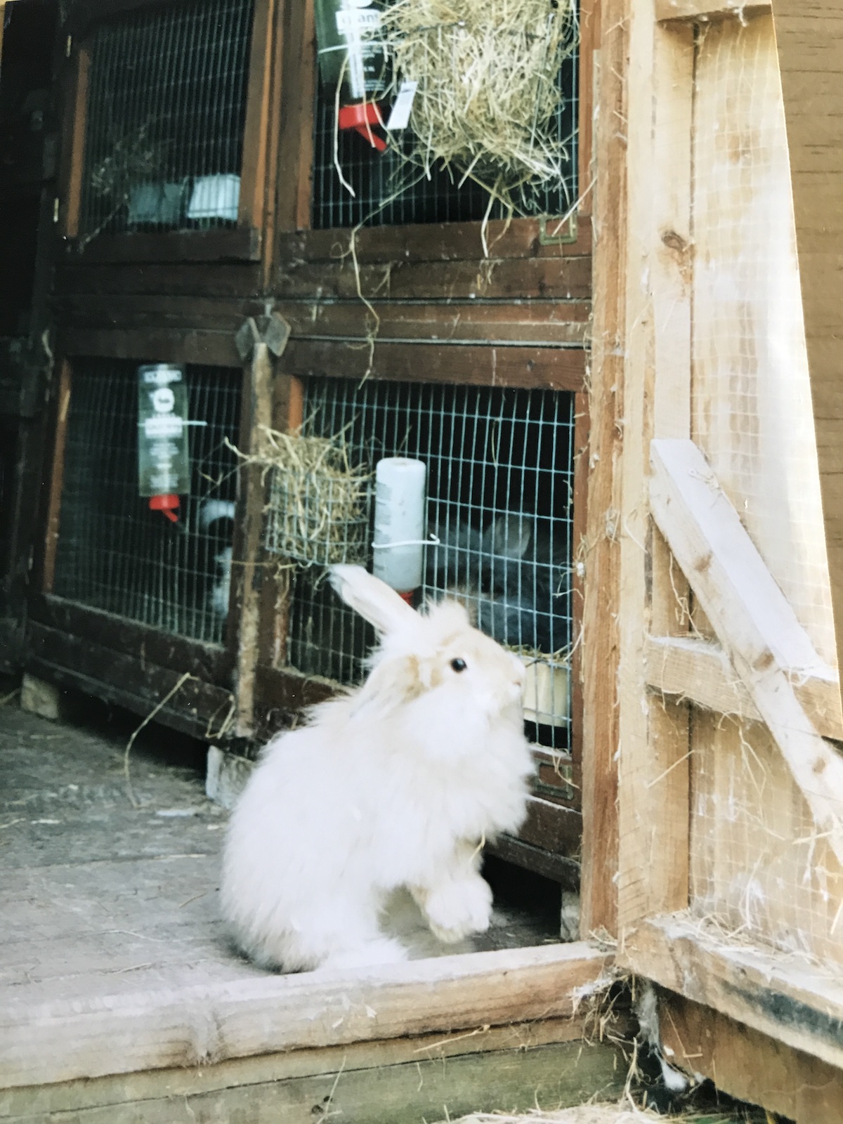 Angoras on the run - UK National Angora Rabbit Club