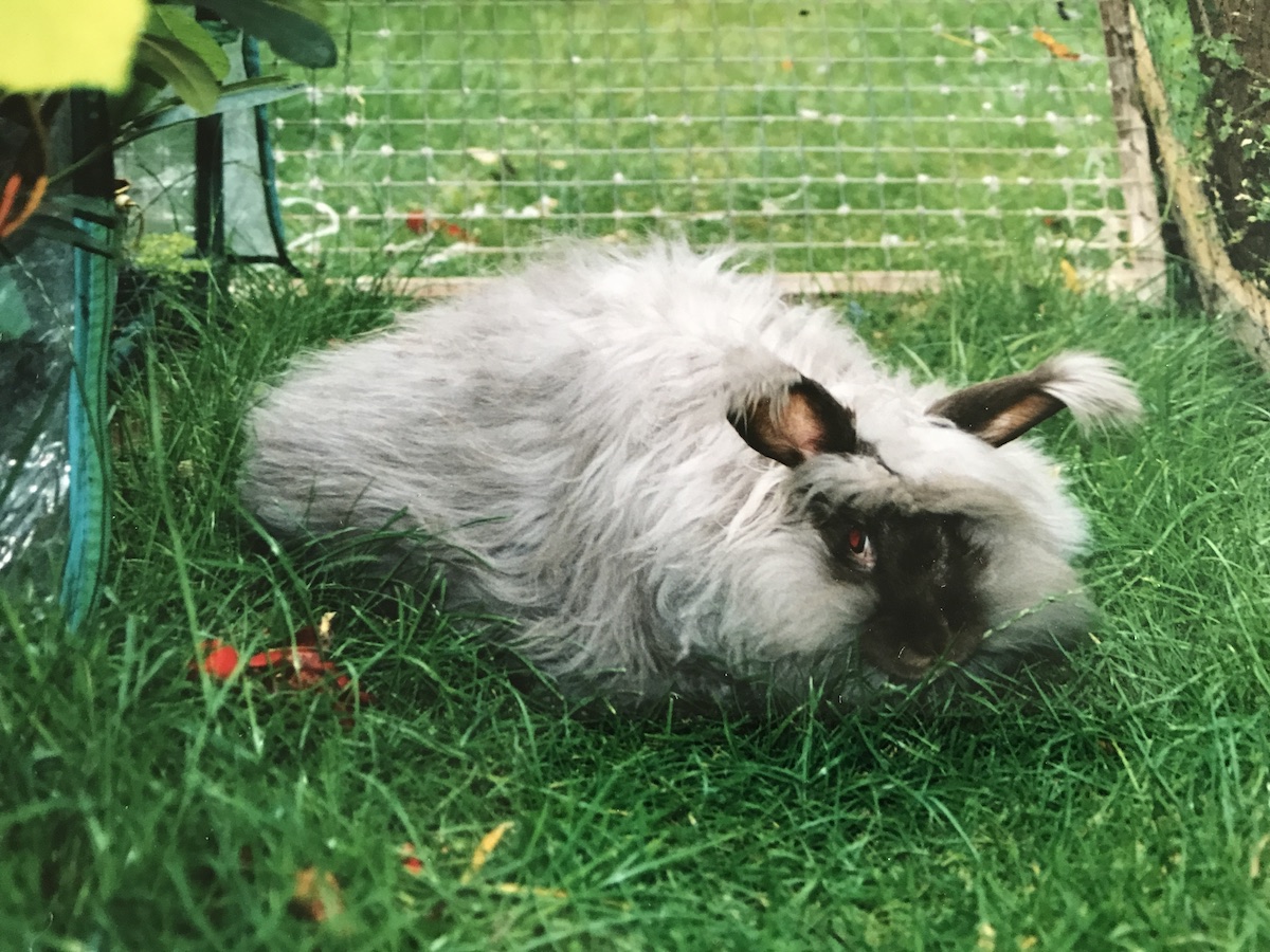 Angoras on the run - UK National Angora Rabbit Club