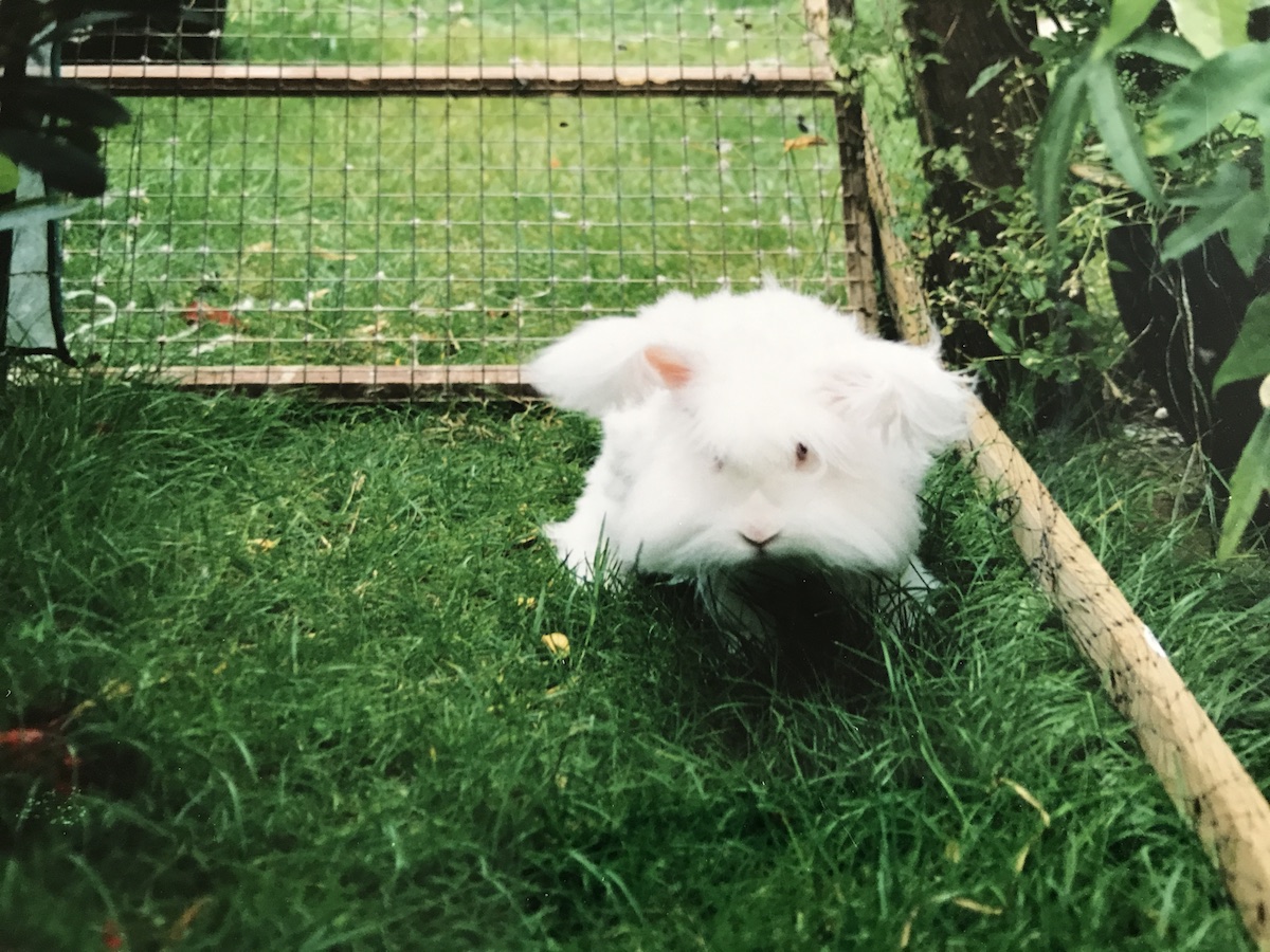 Angoras on the run - UK National Angora Rabbit Club