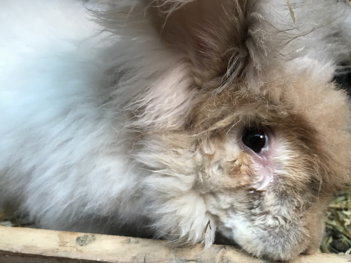 Baby bunny has dry fur near eyes - need help identifying the issue : r/ Rabbits