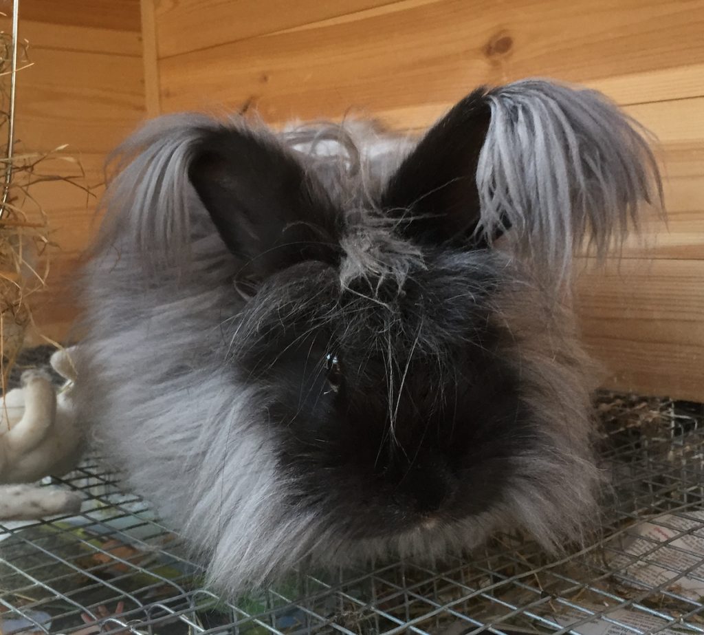 Smoke English Angora - UK National Angora Rabbit Club