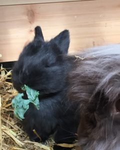 Feeding angora rabbits - UK National Angora Rabbit Club