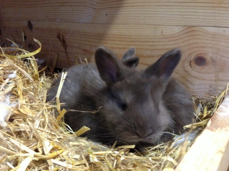 Mating And Breeding Angora Rabbits UK National Angora Rabbit Club