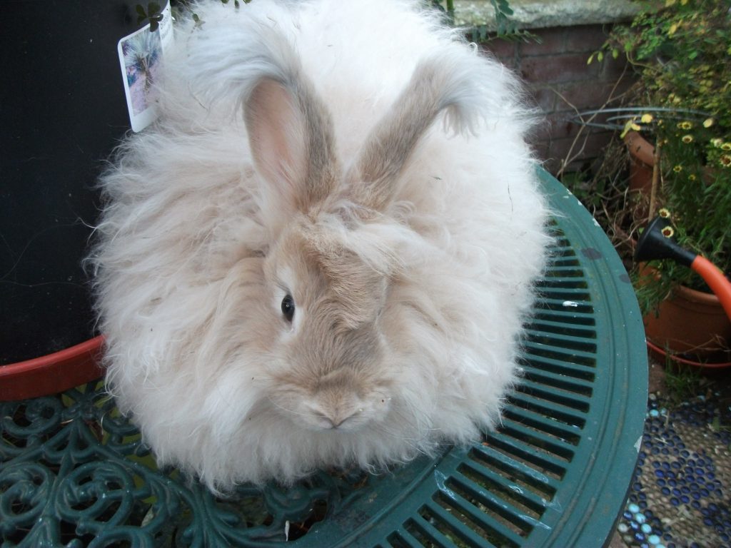 Tea Rose Angora Rabbit An introduction to the coloured angora rabbit - UK National Angora ...