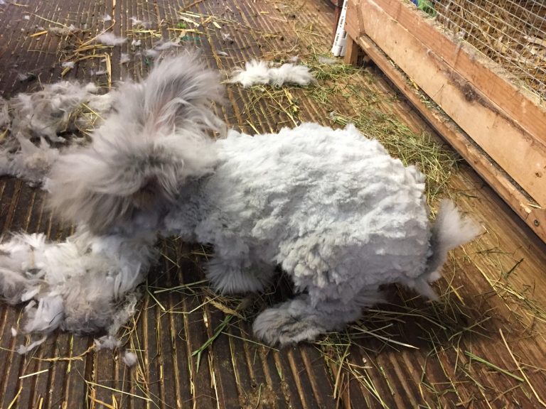 Buying an Angora rabbit for wool - UK National Angora Rabbit Club