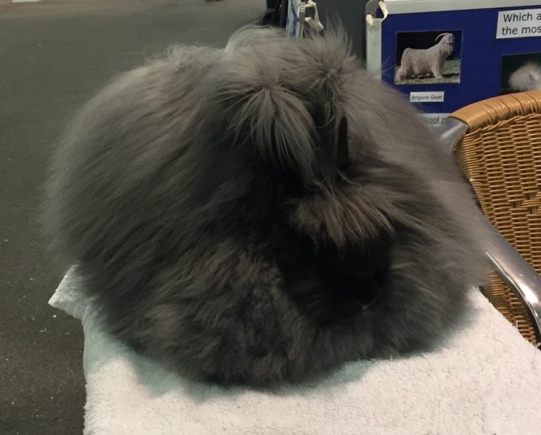 Beginners guide to showing angora rabbits UK National Angora Rabbit Club