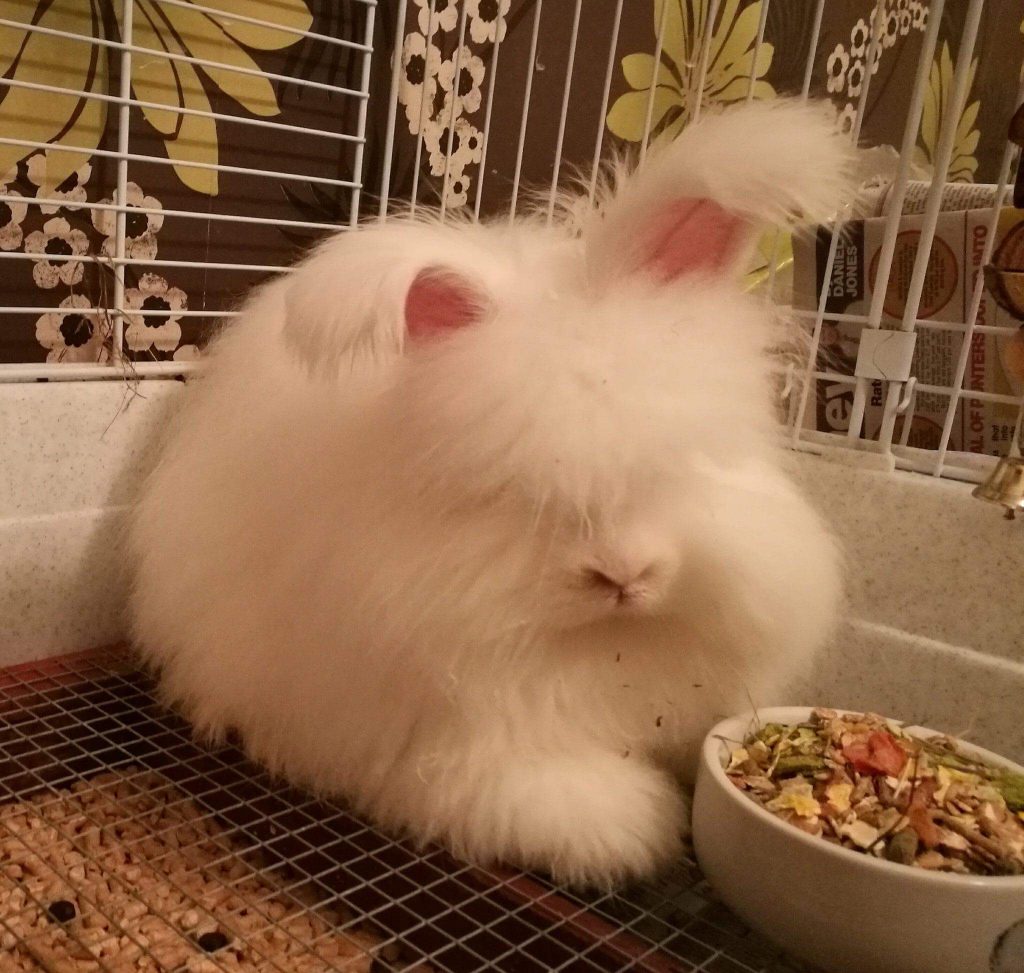 Beginners guide to showing angora rabbits UK National Angora Rabbit Club