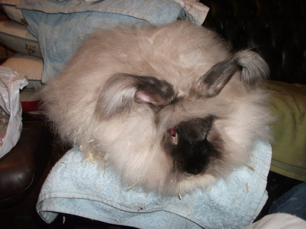 Siamese Sable english angora UK National Angora Rabbit Club
