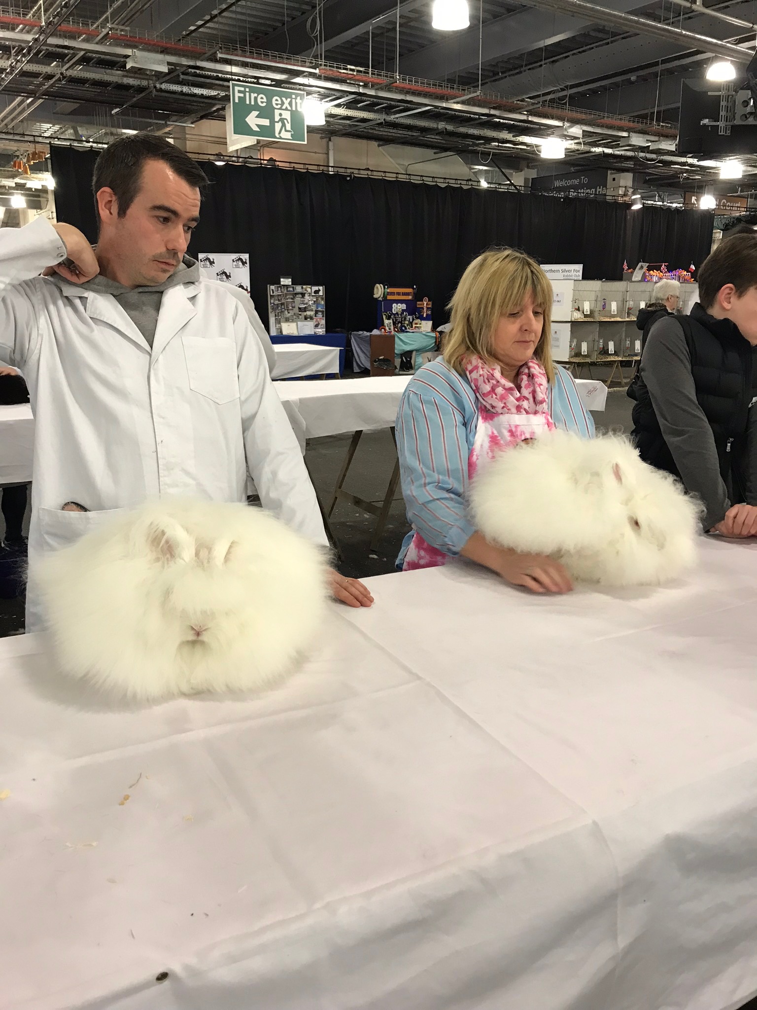 Bradford Show 2019 Show Angoras competition UK National Angora