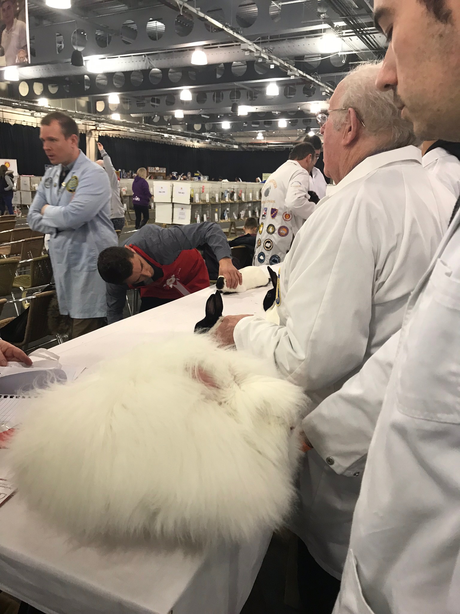 Bradford Show 2019 -Show Angoras competition - UK National Angora ...