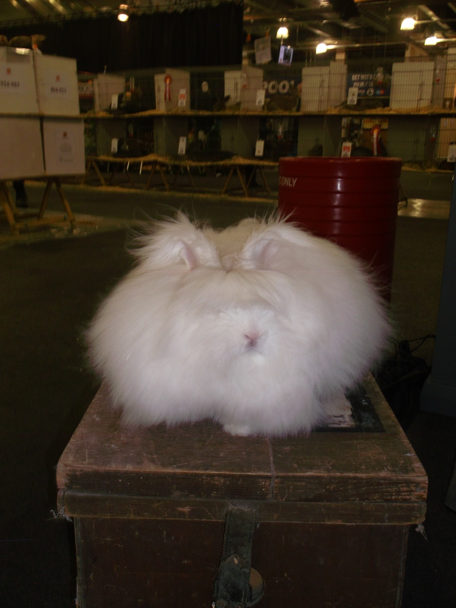 Bradford Show 2019 Show Angoras competition UK National Angora