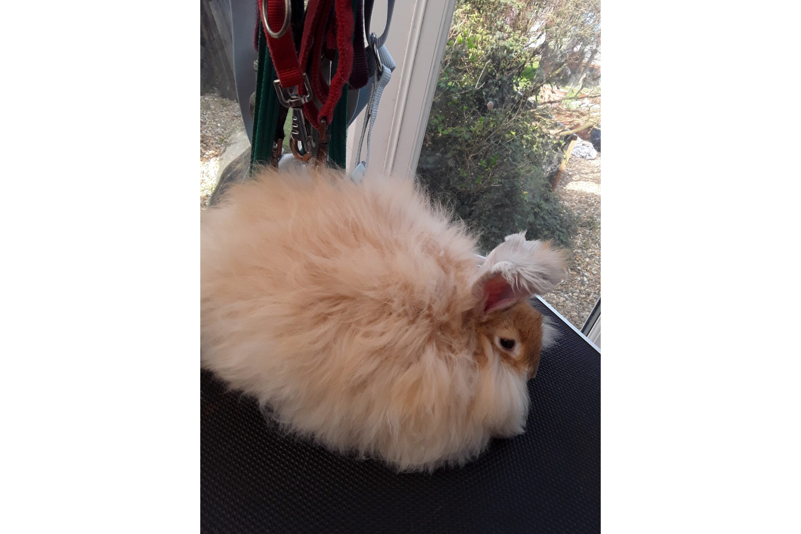 Virtual Angora Rabbit Stock Show June 2020 - UK National Angora Rabbit Club
