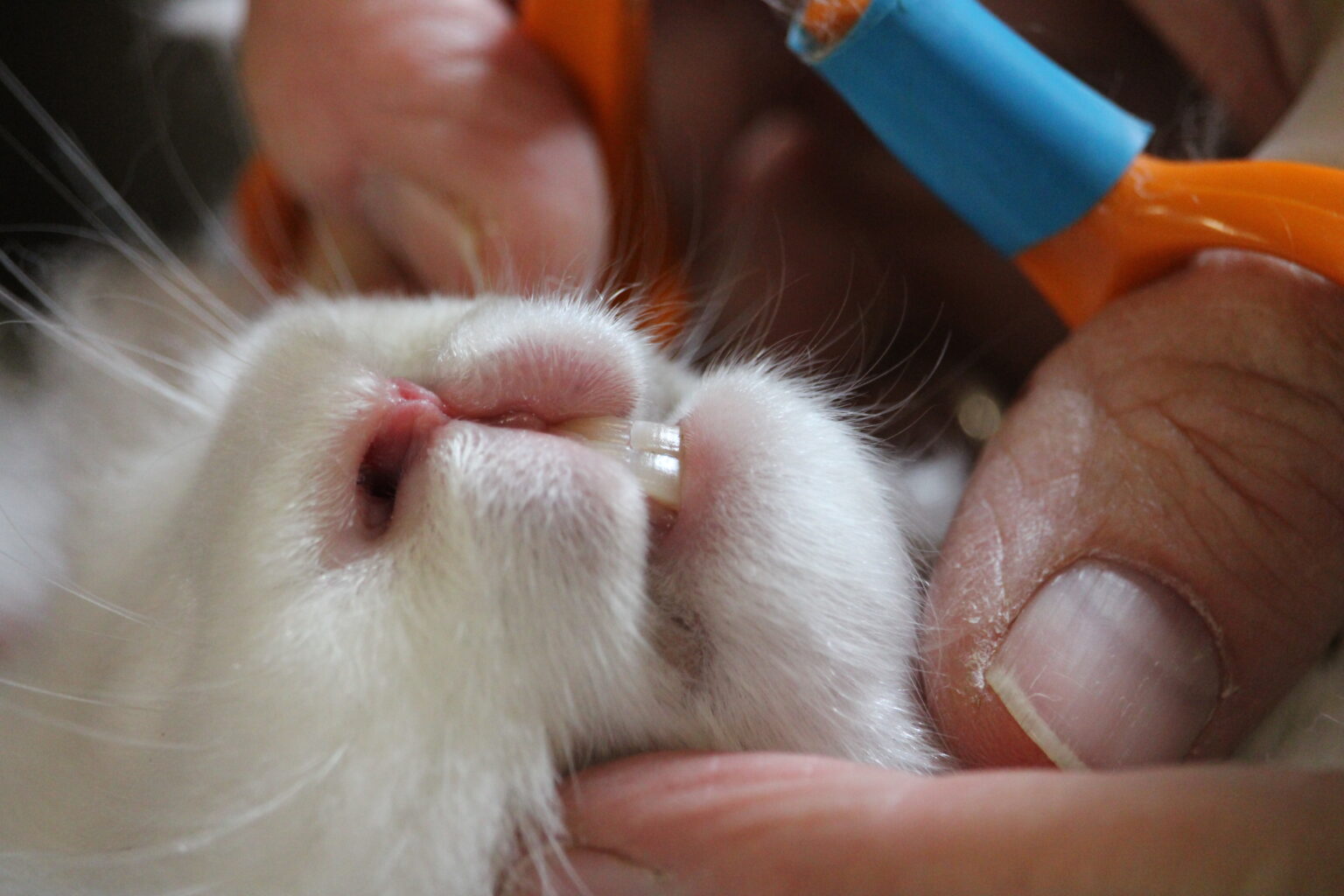Teeth UK National Angora Rabbit Club