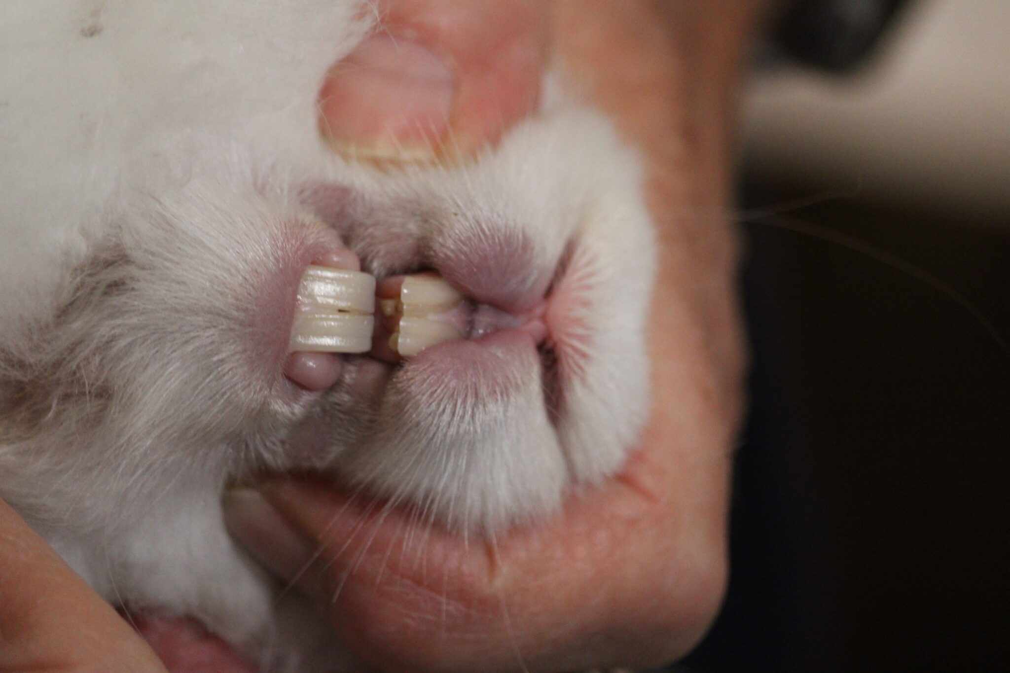 Teeth UK National Angora Rabbit Club