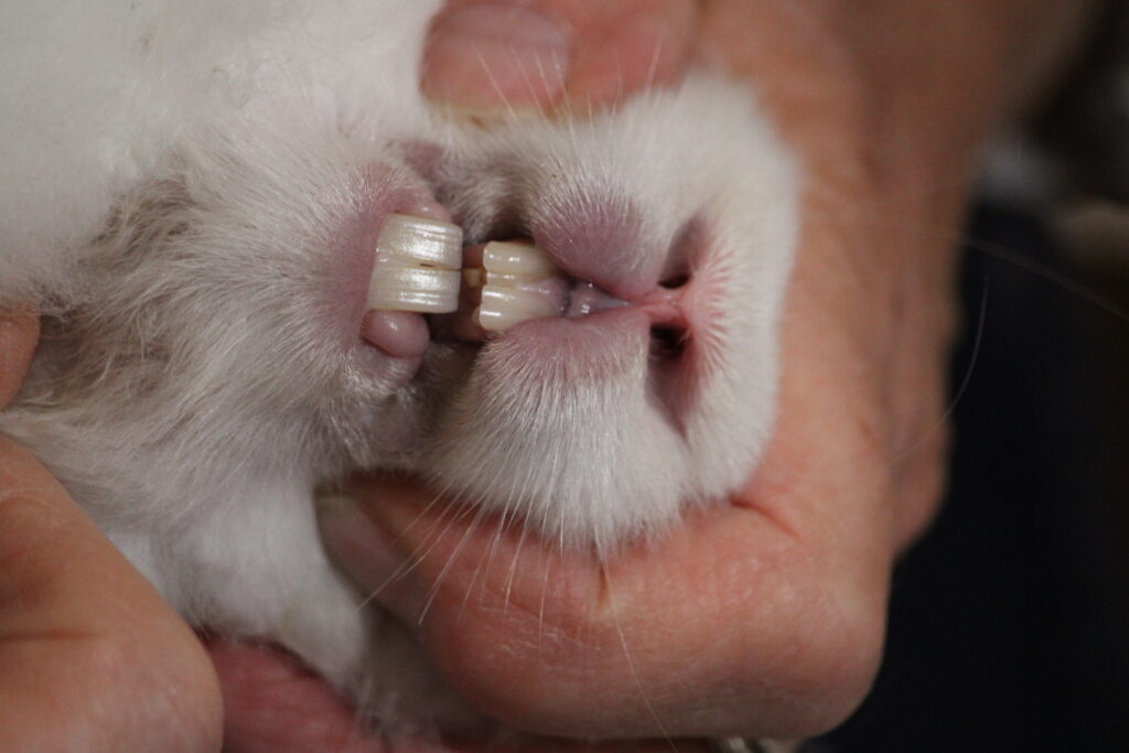 Teeth - UK National Angora Rabbit Club