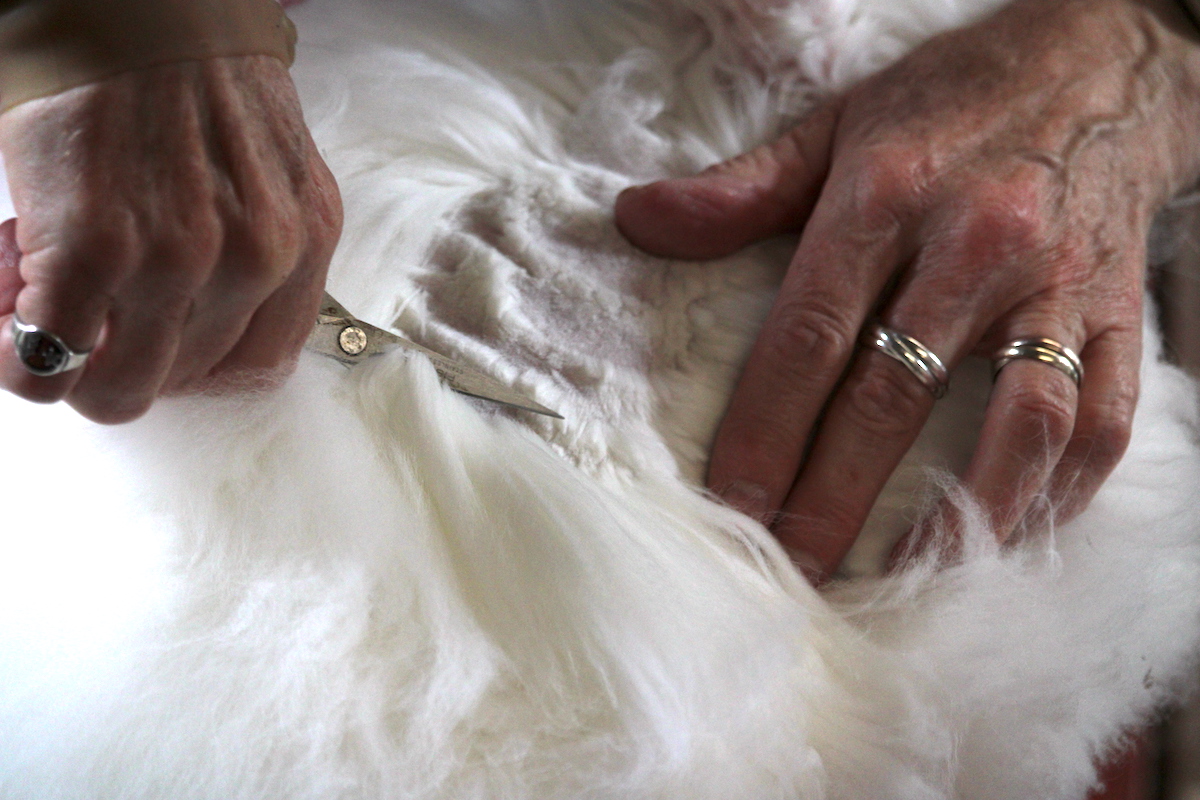 Clipping an Angora rabbit UK National Angora Rabbit Club