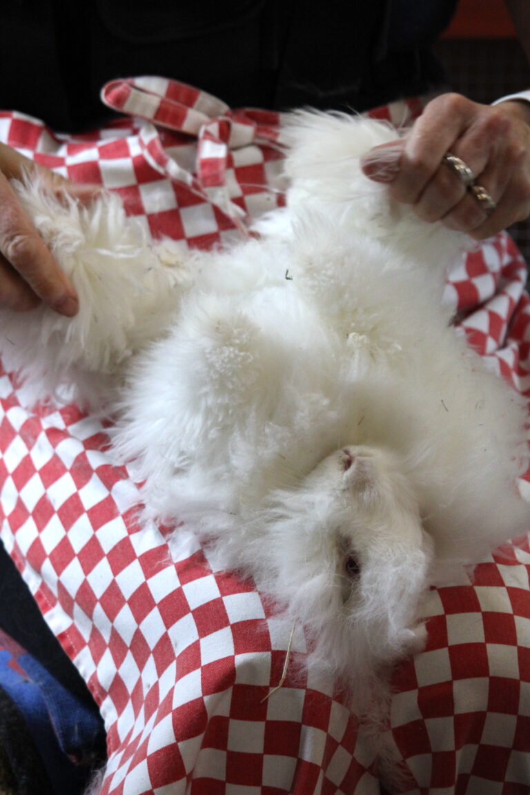 Clipping an Angora rabbit - UK National Angora Rabbit Club