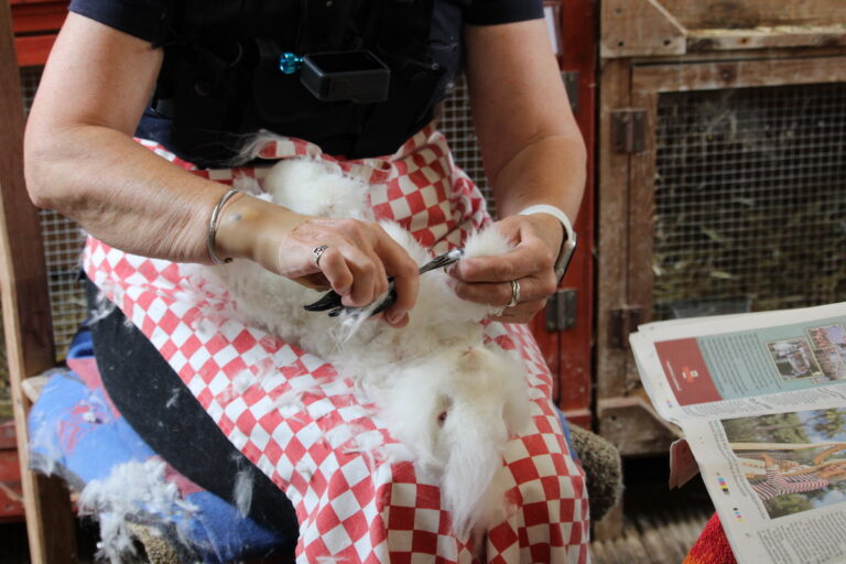 Clipping an Angora rabbit - UK National Angora Rabbit Club
