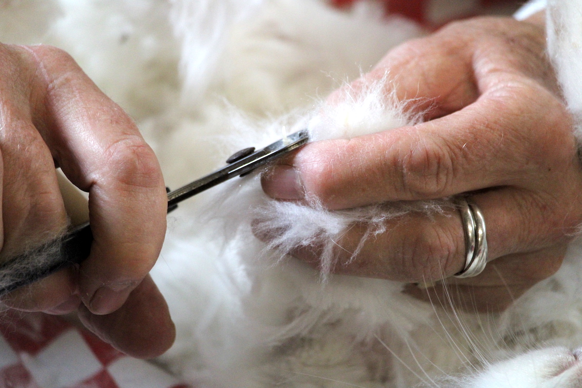 Nail clipping - UK National Angora Rabbit Club