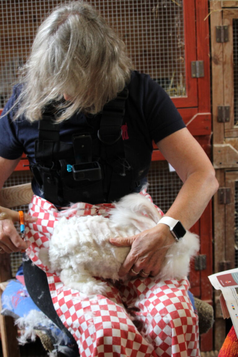 Clipping an Angora rabbit - UK National Angora Rabbit Club