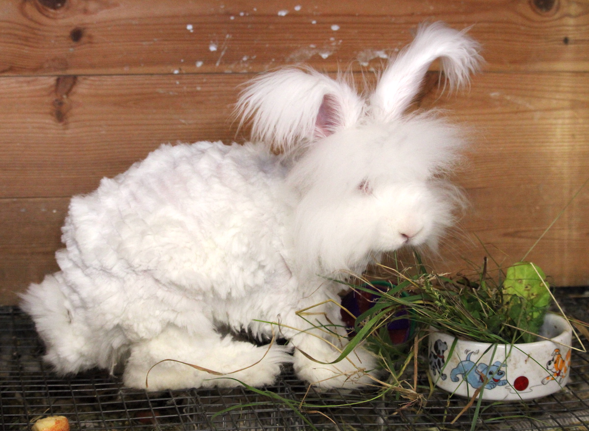Clipping an Angora rabbit - UK National Angora Rabbit Club