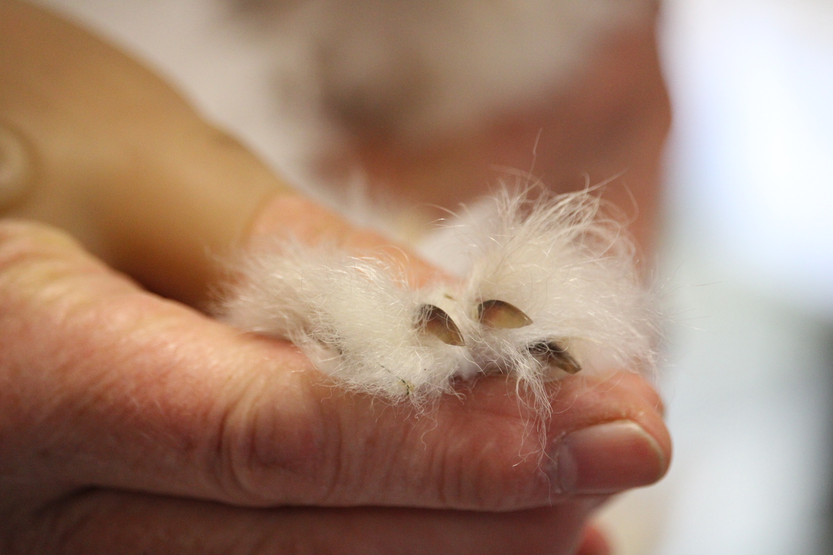 Nail clipping - UK National Angora Rabbit Club