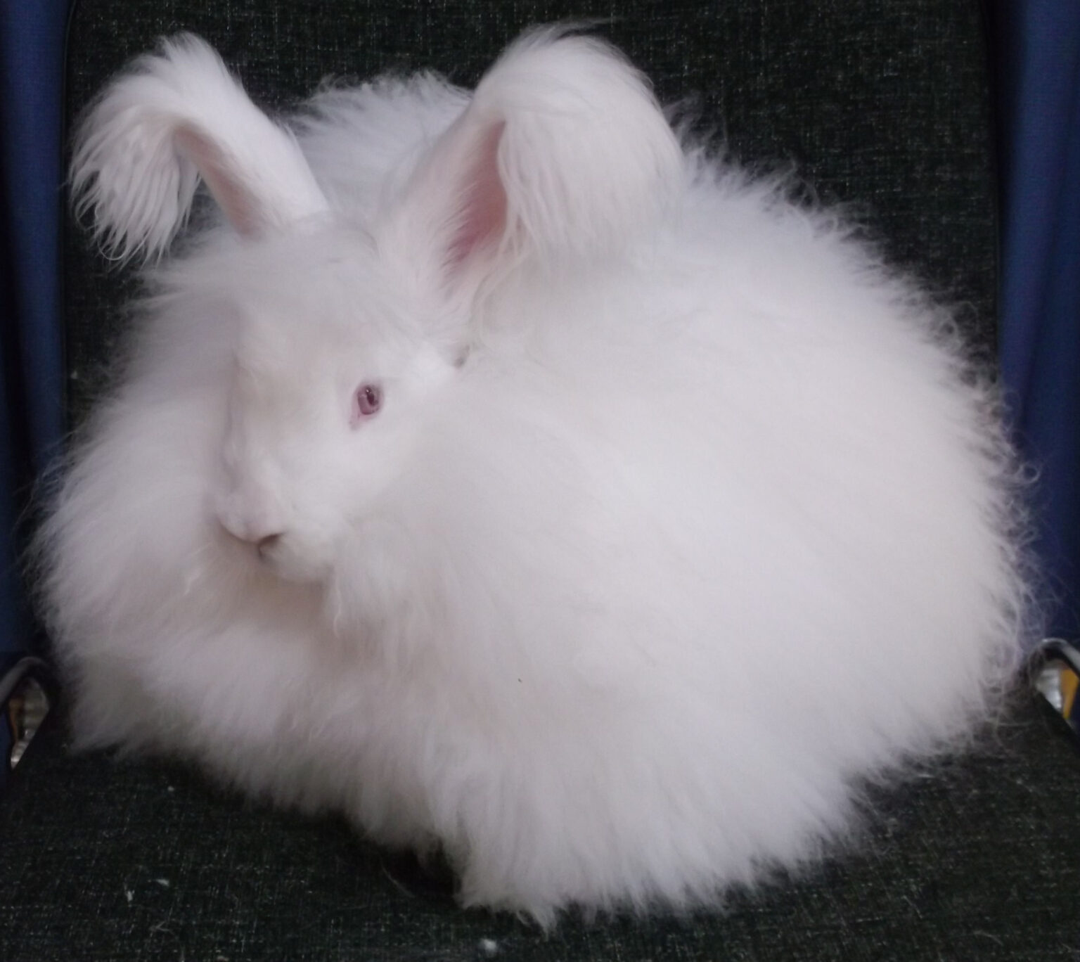 Angora rabbit wool for sale UK National Angora Rabbit Club