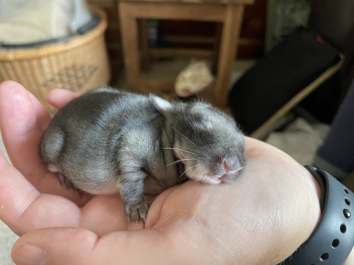baby angora rabbit