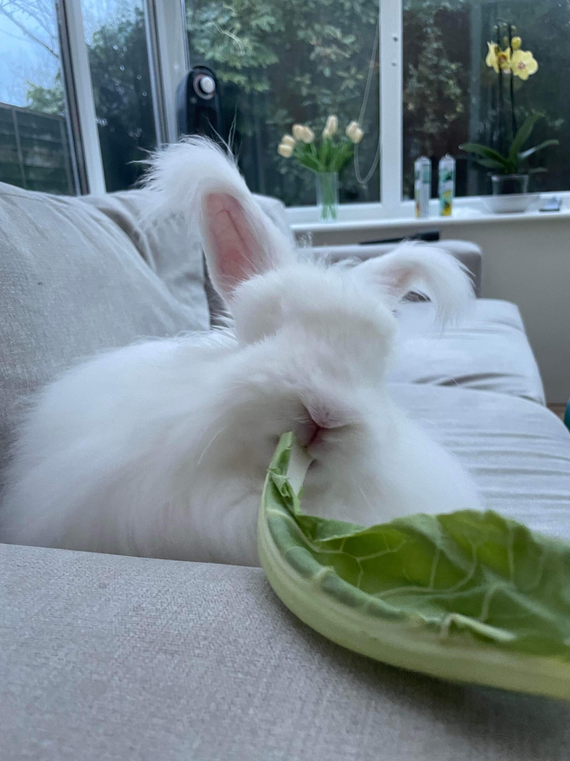 Bunny competition entries - UK National Angora Rabbit Club