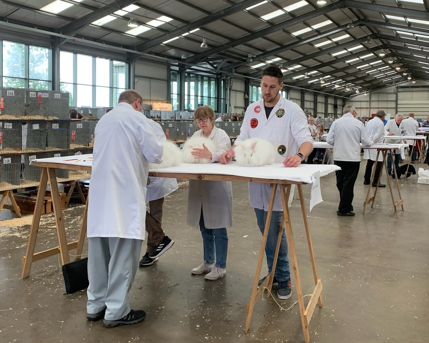 Great British Rabbit Show July 2022 - UK National Angora Rabbit Club
