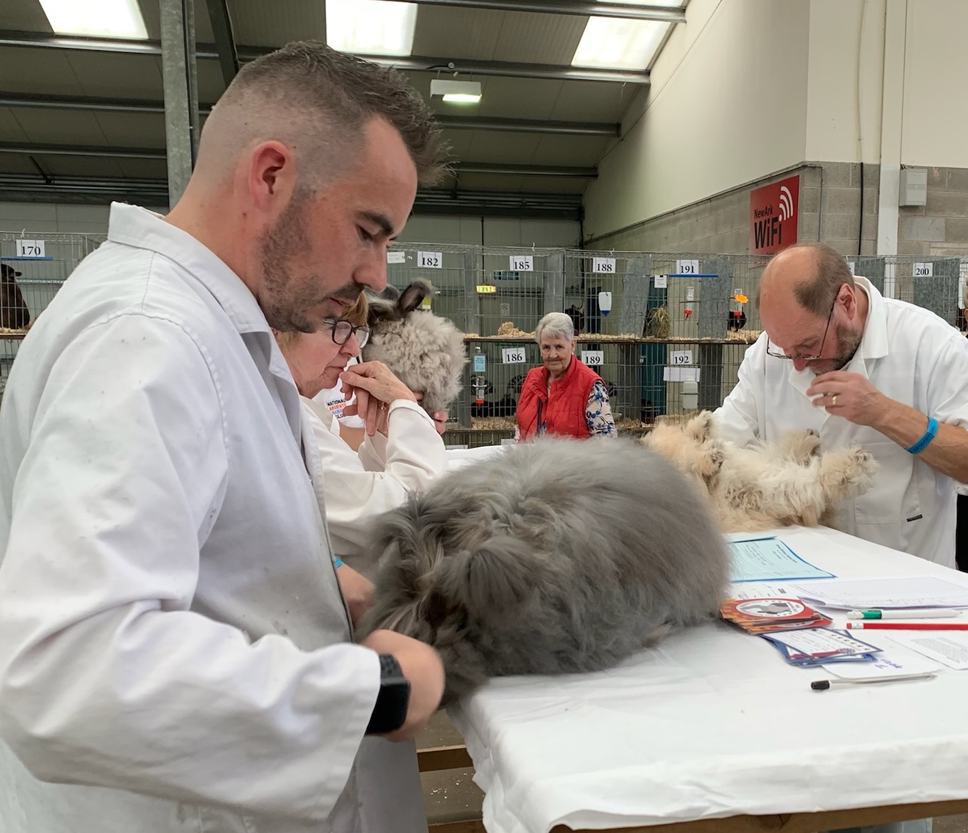 Great British Rabbit Show July 2022 - UK National Angora Rabbit Club
