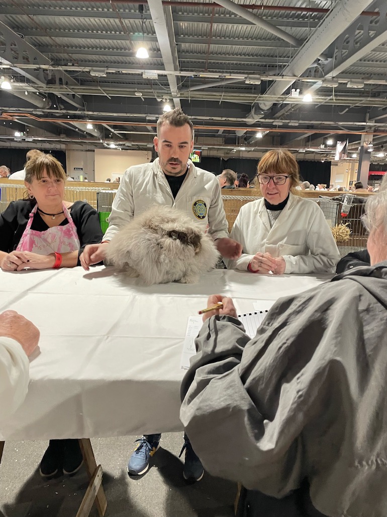 100th Bradford Championship - UK National Angora Rabbit Club