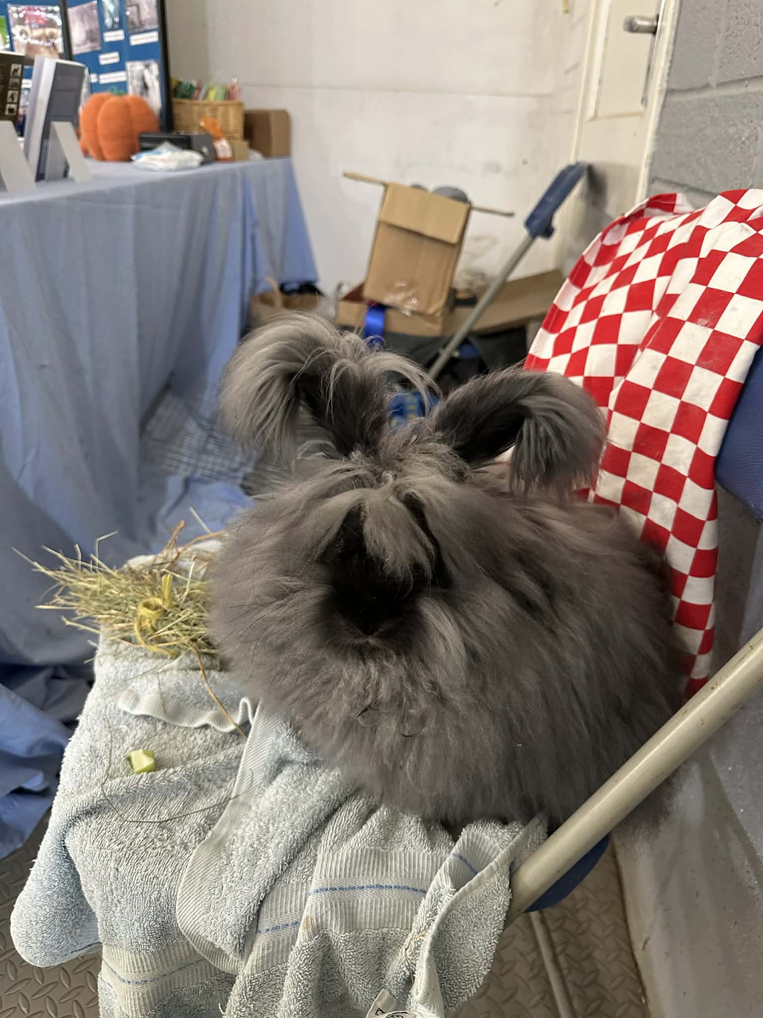 London Championship Show 2025 - UK National Angora Rabbit Club