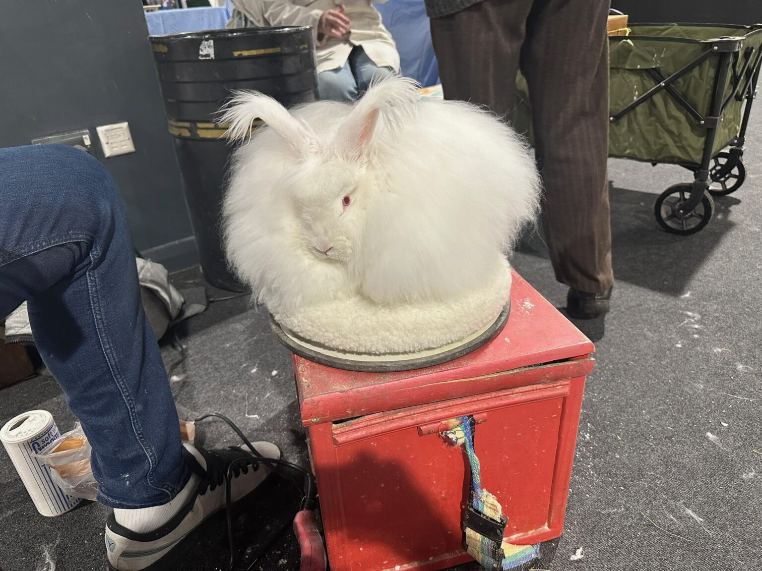 Angora show at Bradford 2026 - UK National Angora Rabbit Club