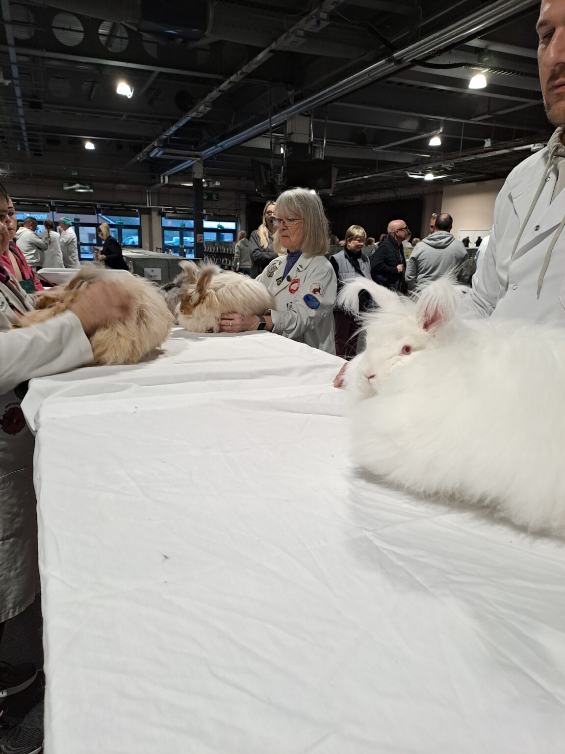 Angora show at Bradford 2026 - UK National Angora Rabbit Club